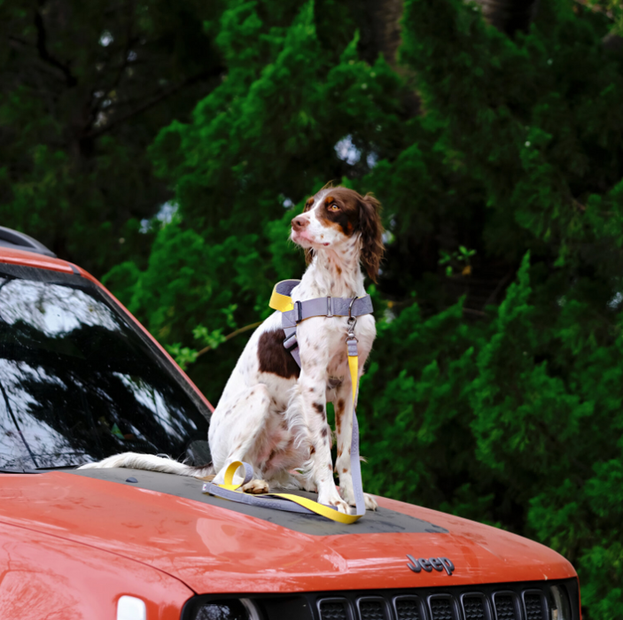 0109 Harness – Mint & Chocolate (Limited Edition)