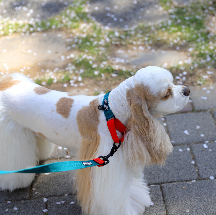 Original Martingale Collar – Purple Lemon