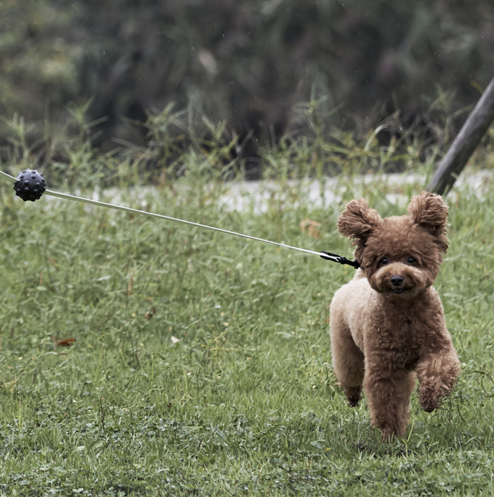 Original Leash - Aqua Pink