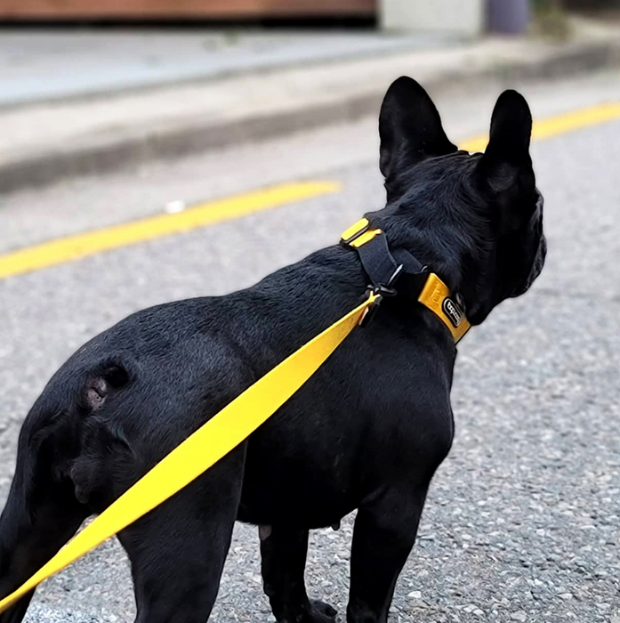 Original Martingale Collar – Purple Lemon
