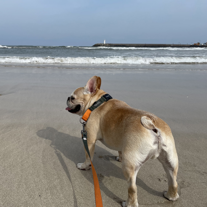 Original Martingale Collar – Purple Lemon