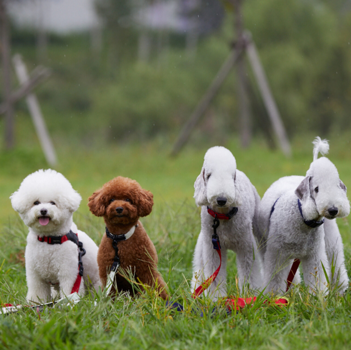 Original Leash - Aqua Pink