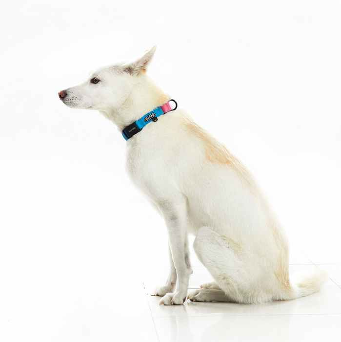 Original Martingale Collar – Purple Lemon